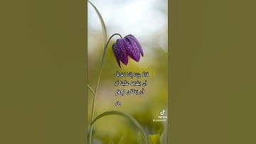 تلاوة معطرة للشيخ هاني الرفاعي