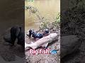 Amazing giant fishing #shotrs @MrBeast2 @AdiFishman