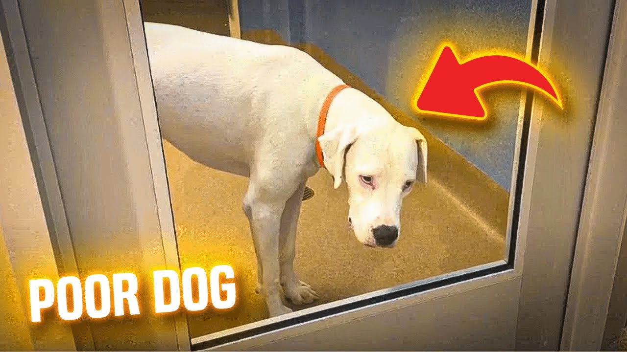 Loyal dog waits by shelter door days after day hoping family will ...