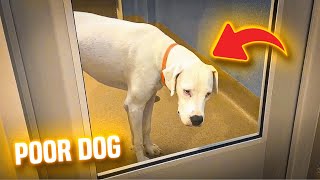 Loyal dog waits by shelter door days after day hoping family will return for him by Zoo Land 249 views 10 hours ago 3 minutes, 57 seconds