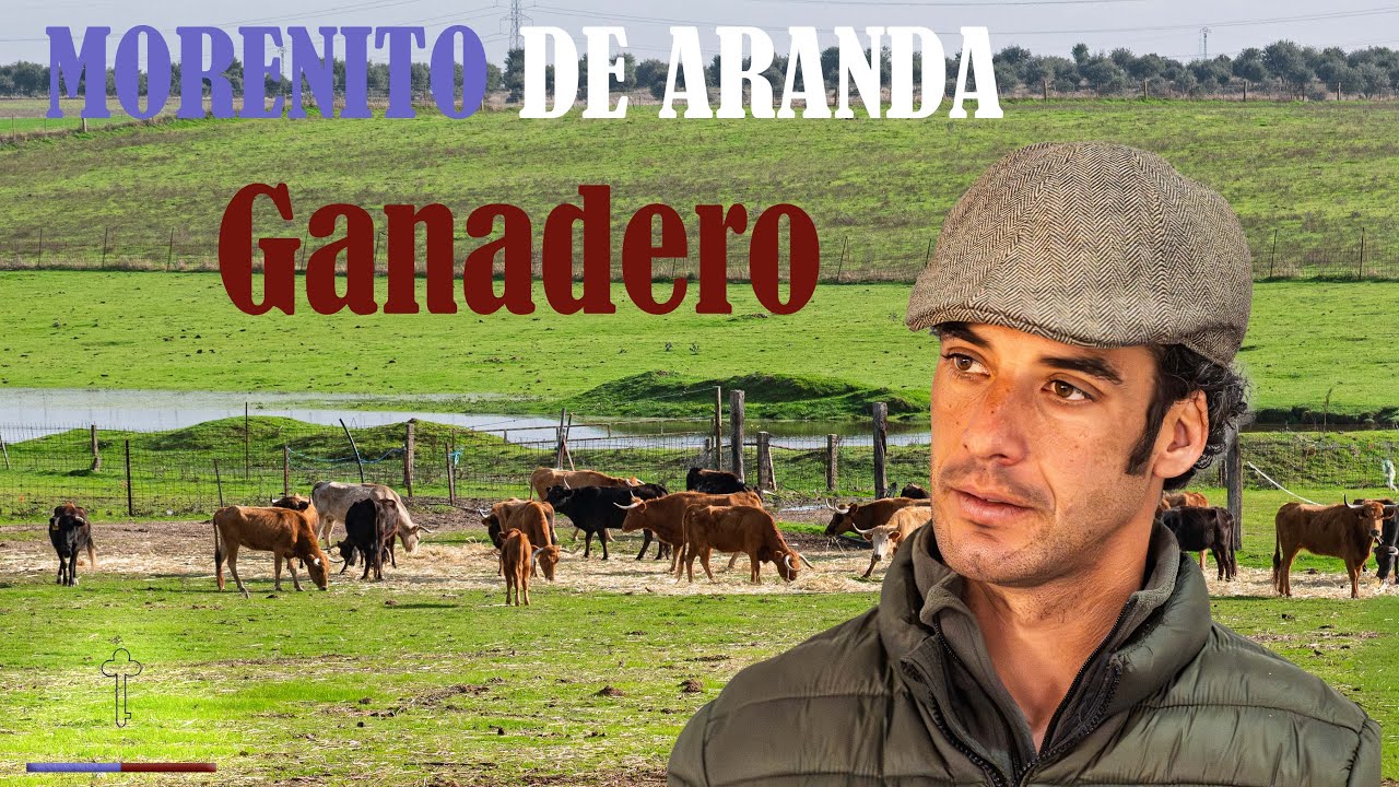 Morenito de Aranda ganadero