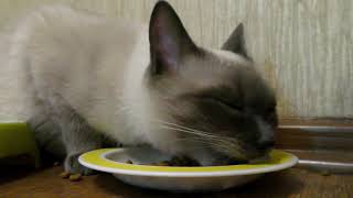 Cat Eating Dry Food from the plate by CAT for ALL 142 views 3 years ago 3 minutes, 12 seconds