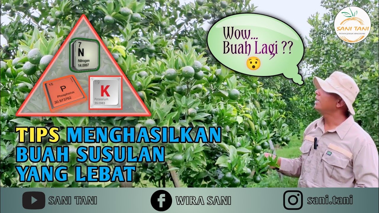 PEMUPUKAN JERUK UNTUK MENGHASILKAN BUAH SUSULAN YANG LEBAT