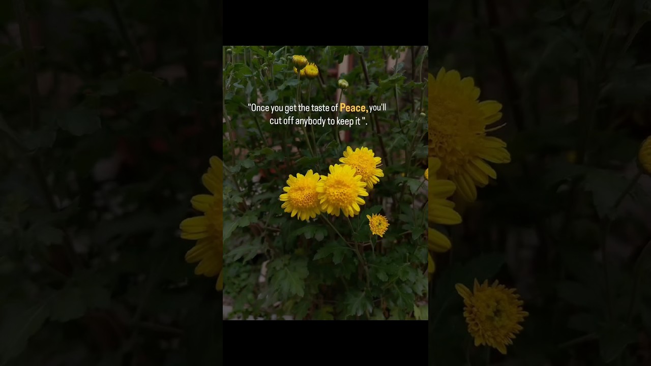 All we need is a peaceful life.