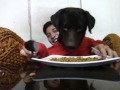 Dog tries to eat like his humans