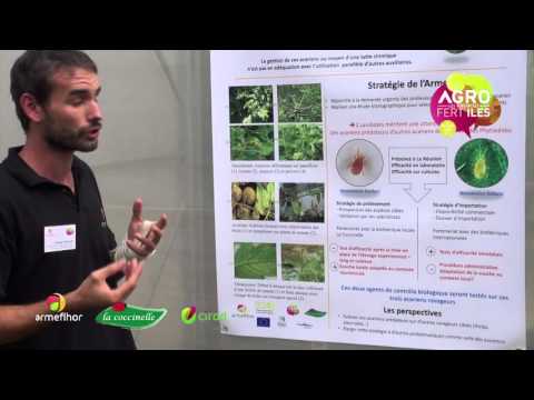 Vidéo: Insectes Ravageurs De L'Anthurium : En Savoir Plus Sur La Lutte Contre Les Ravageurs De L'Anthurium