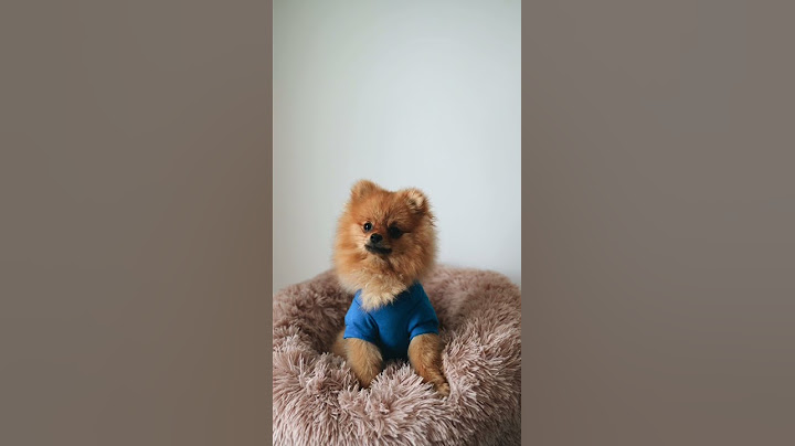 cute and funny dog videos compilation shorts
