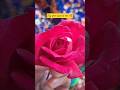 Tag your special one 🥰 || #ajanabi #love #rose #redrose #lovesong #lovestatus #shorts #jindagi