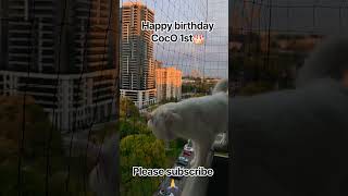 # #pleasesubscribe #pleaseviralvideo #youtubeshorts #youtube #1000subscriber #pleasesubscribe #cat