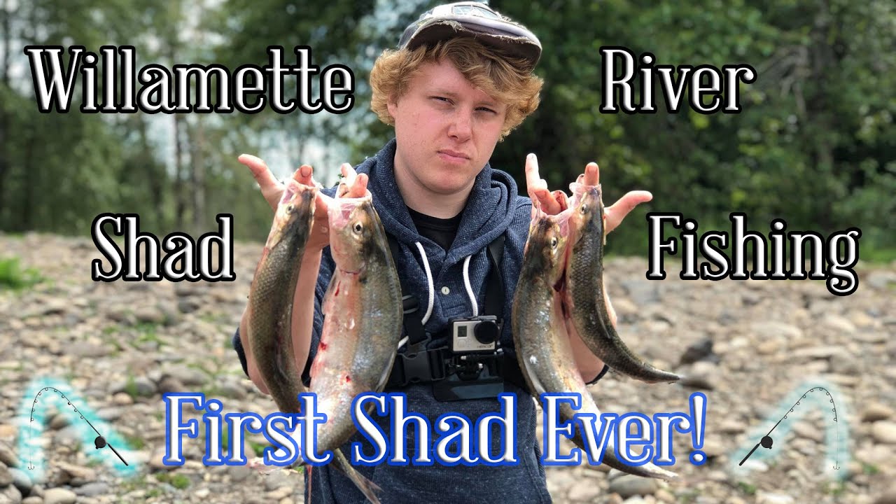 Shad Run First Shad Ever! Willamette River Shad Run (Clackamette Park) - YouTube