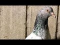 Awesome pigeon of sultan bahii qaziia haripur foryou subscribe piegeon