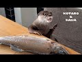 カワウソに巨大ヤマメをあげたら大変なことに! Otter Goes Piranha Mode Over Large Salmon!