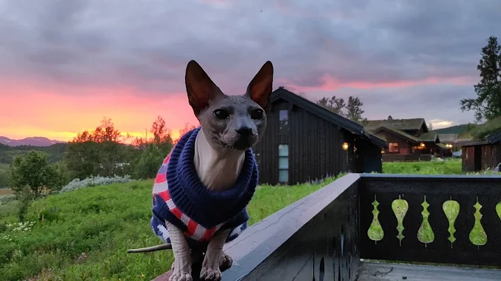 Video 1187421: don sphynx cats family, sphynx cat enjoying, amazing sphynx cat, cat norwegian, cat wonderful