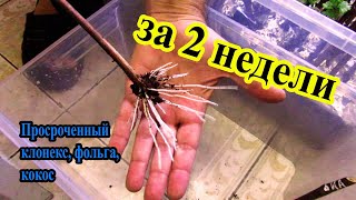 🔴🔴 2-х недельный результат укоренения черенков винограда . Виноград Беларуси. Просроченный клонекс.