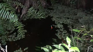 FISHING AT NIGHT IN THE PALM PLANTATION IS SO HOT THAT ASTRAL BEINGS PASS BY, WE DON'T KNOW