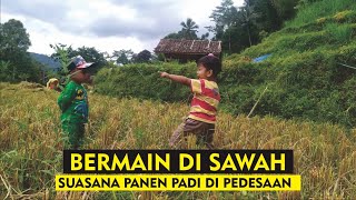 Menyaksikan Suasana Panen Padi di Pedesaan Garut Selatan | Diiringi dengan Suara Kecapi Suling
