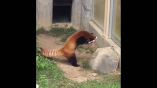 Red Panda V S A Rock Youtube Red Panda V S A Rock Youtube