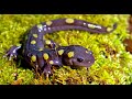 Frogs &amp; Salamanders Swarm The Vernals!