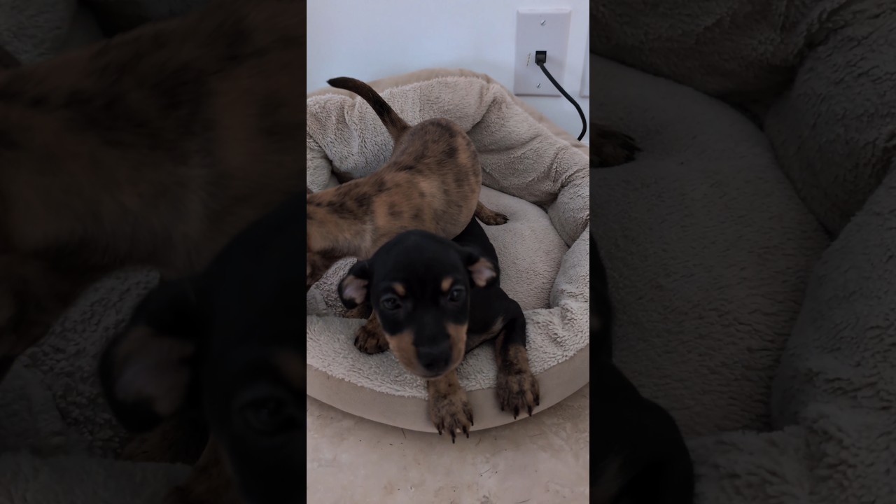 That's just my baby dog 