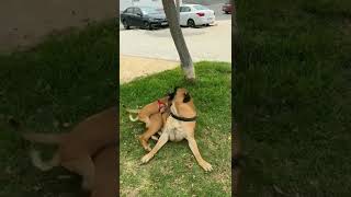 baby fong puppy rape his mother #shorts