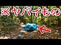 森の中心にあった『 ヤバ過ぎるこれ 』何か分かる?