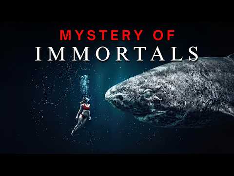 We Were Wrong About The Oldest Animals On Earth | Deep Sea Documentary for Sleep