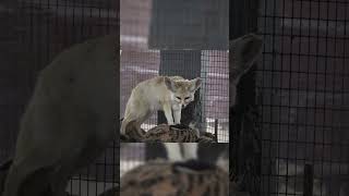 Der Fuchs hat echte Ninja Superkräfte (wissenschaftlich bewiesen) | Fakten über Fuchse #tierdoku