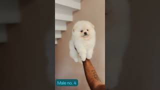 #fpy #explorepage #foryoupage #viralvideo