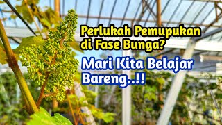 Flowering Grapes: Do They Need Fertilization? Here's the Explanation!