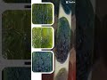 Rare Bright Green Moldavite Formation | Collector Grade #moldavite
