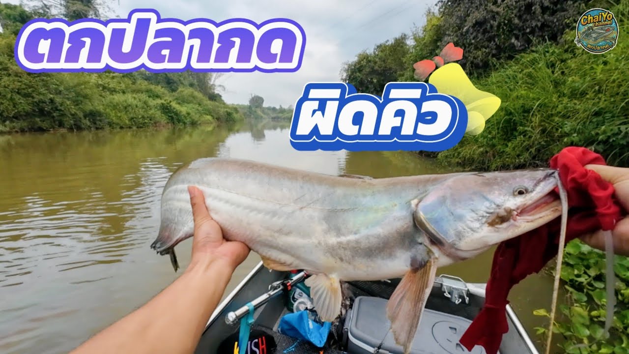 ตกปลากดแต่ผิดคิว ค้าวใหญ่ แพ็คคู่