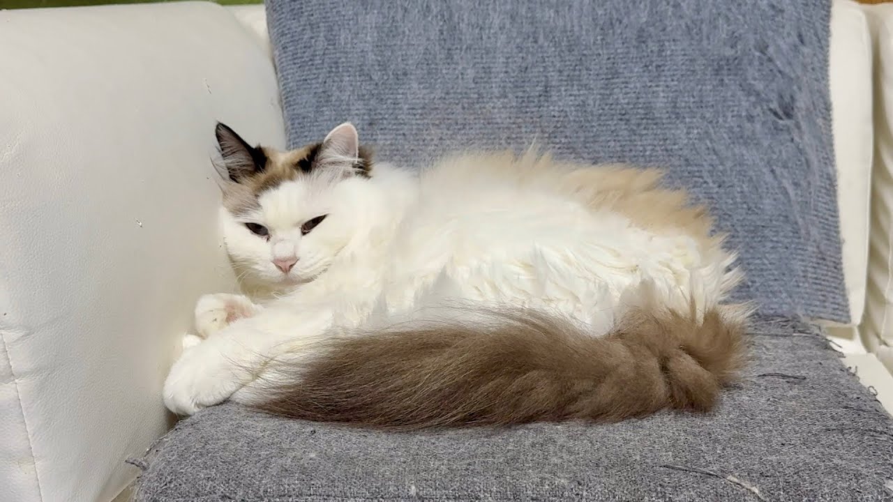 子猫がいなくなりすーちゃんの様子がおかしい - YouTube