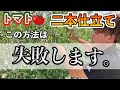 【トマト】二本仕立てを徹底解説！収穫量1.5倍の失敗しない方法