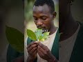 Your Ancestral Tree Holds Memories You've Forgotten - Ancient African Wisdom