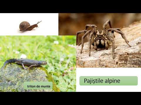 Video: Luncă alpină. Plante de pajiști alpine