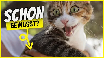 Was ist für Katzen leicht verdaulich?