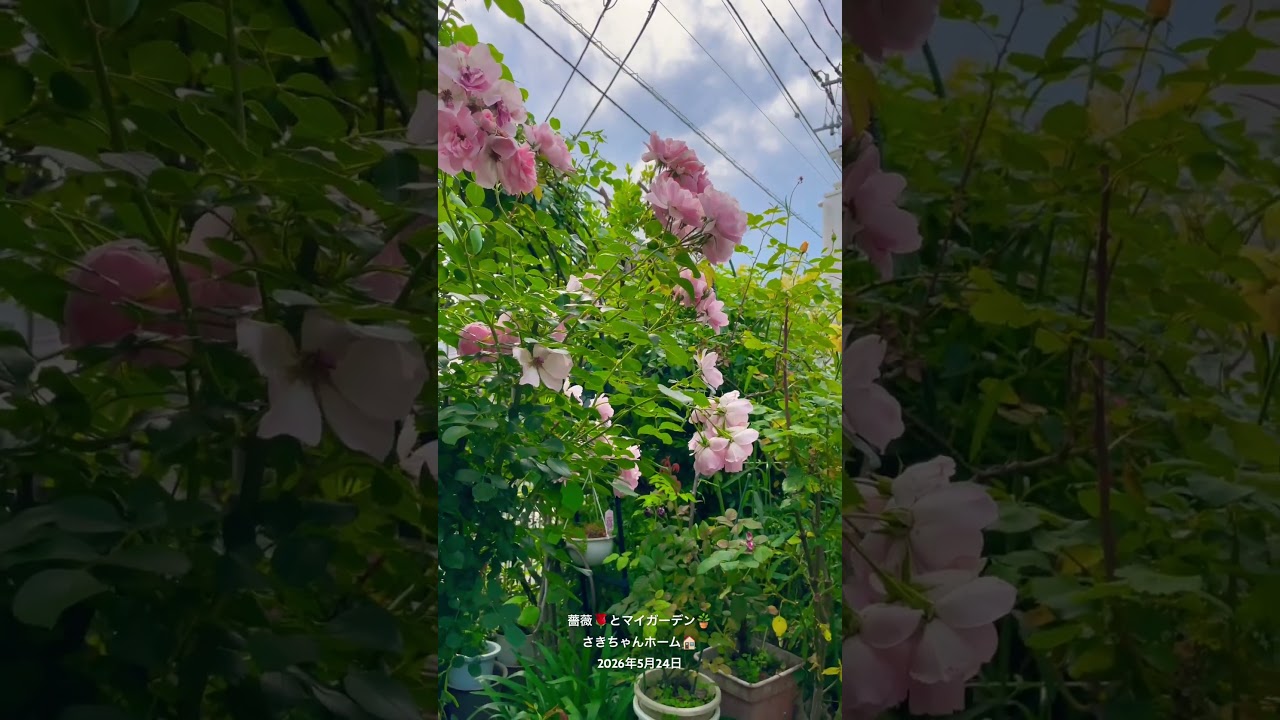 HD】2026年5月24日 🌹待ち焦がれたバラの花、クレマチスが開花してい