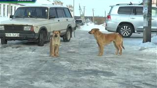 Харьковский приют будет сотрудничать с зоозащитниками Харьковский приют будет сотрудничать с зоозащитниками