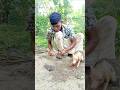 Metode Berburu Tikus ala Petani #celanapendek #pertanian #pemburutikus