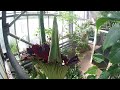 Amazing timelapse of rare and huge smelly flower blooming