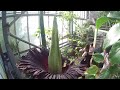 Amazing timelapse of rare and huge smelly flower blooming