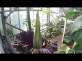 Amazing timelapse of rare and huge smelly flower blooming