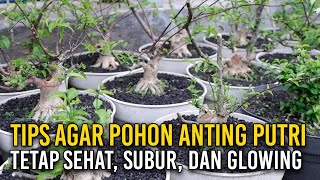 TIPS [LAGI] UNTUK PERAWATAN BONSAI ANTING PUTRI