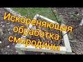 Жизнь на даче.Обработка смородины по листу, кипяток больше не нужен...