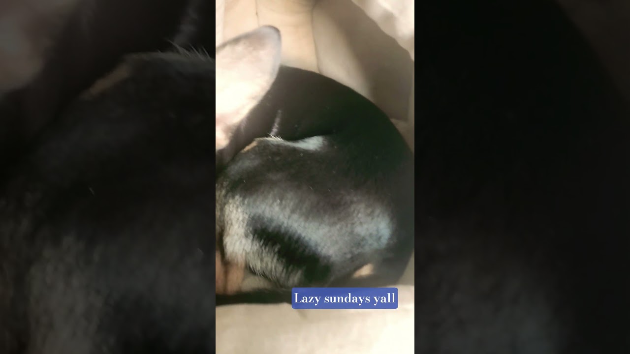 C Tutorial Random Number Generator With C - YouTube Auto PHP Script