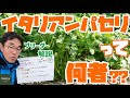 【イタリア野菜】セリ科の葉物野菜と 謎多きイタリアンパセリ！【ブリーダー解説】
