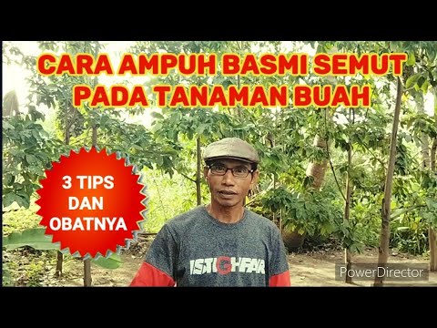 Video: Obat Semut di Tanah Air - Solusi Masalah