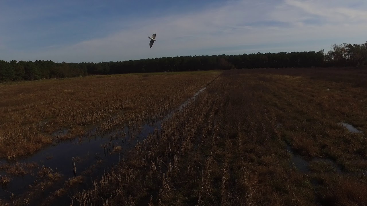 Hunting property for sale in Hyde County, NC/Timber tract YouTube