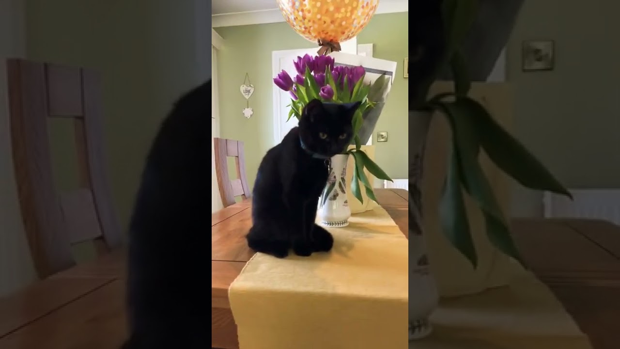 ⁣Oh hello Luna & Lexi 😻#cat #shorts