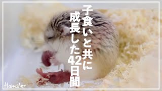 [Roborovsky hamster]42 days of growing up to become the cutest along with the sadness of cannibalism